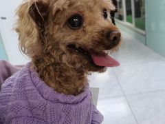 -达爱动物医院·犬猫分区·CT·复杂眼科(远洋山水分院)