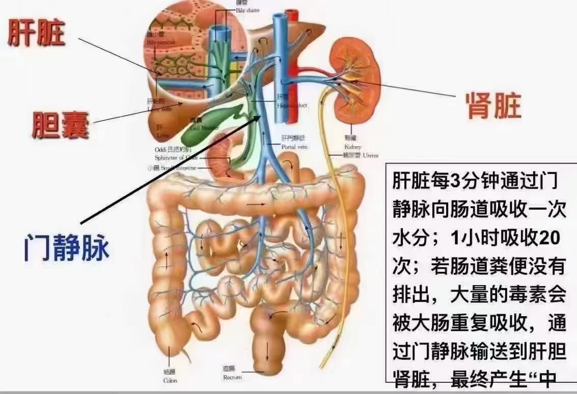 人身肠道图解图片