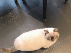 -猫小院猫主题餐厅(南锣旗舰店)