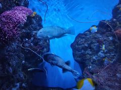 -鹿儿岛水族馆