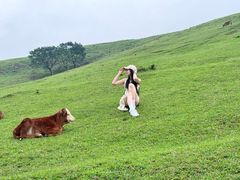 -大姆山草场