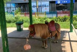 点击看大图 -萌宠亲子动物乐园(槐房万达店)