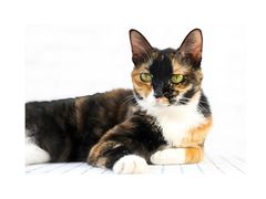 -翊宠yipet猫狗购宠庄园犬舍•猫舍