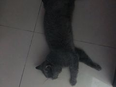-宠福鑫康馨动物医院·骨科·眼科