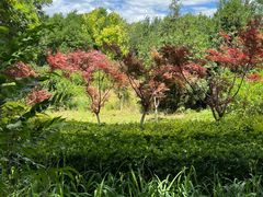 -大兴滨河森林公园