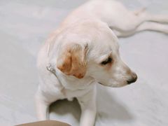 -FAELING PETS美天灵宠物(合生汇店)