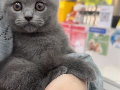 -四月宠物医院·猫专科·心脏专科·内科(转塘店)