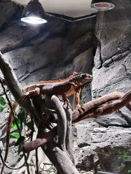 -Zoolung Zoolung动物主题公园(海信广场店)