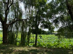 -泗洪洪泽湖湿地景区
