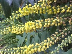 -墨尔本皇家植物园