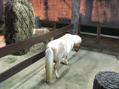 -清迈夜间动物园