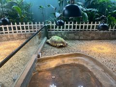 -上海大自然野生昆虫馆(东方明珠·爬宠昆虫探索中心)