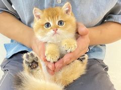 -lincat·猫舍(广州店)