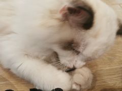 -南京Hallo宠物乐园·哈罗犬舍·柴犬繁育基地