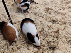 -怪兽屋·羊驼·猫咖·狗咖(俊华广场店)