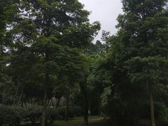 -神仙树公园
