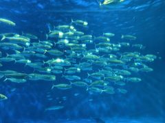 -鹿儿岛水族馆