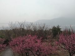 -香雪海