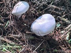 -武陵山森林公园