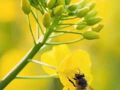 -广州绿地中央广场