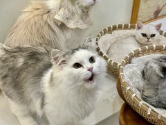 -共舞时光猫咖·狗咖(新街口店)