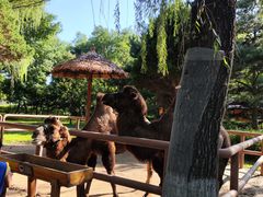 -北京野生动物园