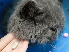 -伟伟宠物医院·CT影像中心·瑞派犬猫综合性门诊(汉口总院)