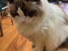 -猫爪屋猫咖(乐汇城店)