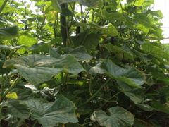 iphone_upload_pic-新江湾城公园