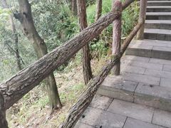 -铁山坪森林公园