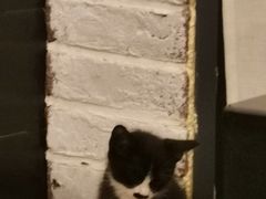 -御宝贝·A梦猫科宠物医院(国际猫友好医院)