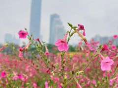 -海心沙亚运公园