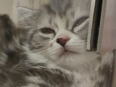 -屋虎猫馆(宝安大仟里店)