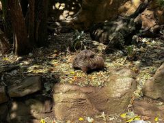 -费瑟代尔野生动物园