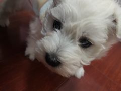 -翊宠yipet猫狗购宠庄园犬舍•猫舍