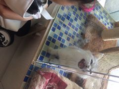 甄爱宠物诊所-甄爱宠物医院(疏影路店)