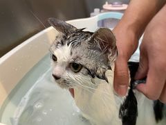 -PETKIT小佩宠物·低压洗护(国顺东路店)