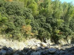 android_upload_pic-四明山国家森林公园
