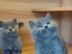 -猫十亿·布偶金渐层·曼基康矮脚猫舍(青年路店)
