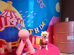 -百好乐宠物友好餐厅(朝外大街店)