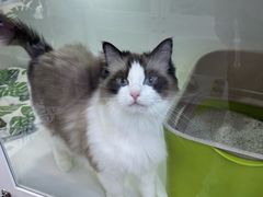 -青奢宠物·青奢猫舍