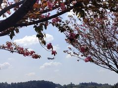 -空港花田景区