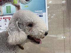 -瑞鹏宠物医院·普外科·影像科·皮肤科(城市山谷分院)