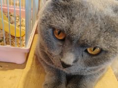 -猫小院猫主题餐厅(南锣旗舰店)
