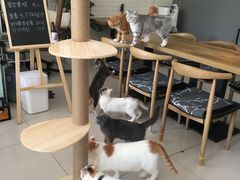 大堂-平行世界·猫咖(首经贸店)