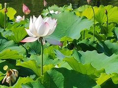 -桂湖森林公园