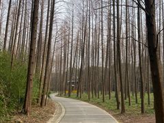 -上海滨江森林公园