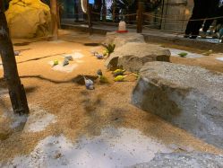 -酷嗒动物文化乐园(cutezoo西溪乐天城店)