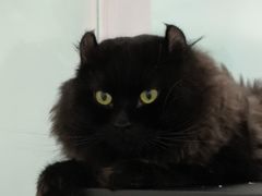 -爱洗澡的猫(望京店)