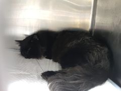 -爱侣宠医·鹦鹉专科·小型哺乳类·异宠专科(灵石路店)